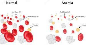 Sistema Hematopoiético